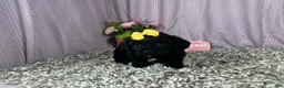 Miniature Poodle dogs for sale: Miniature Poodle 5 - Ad 4