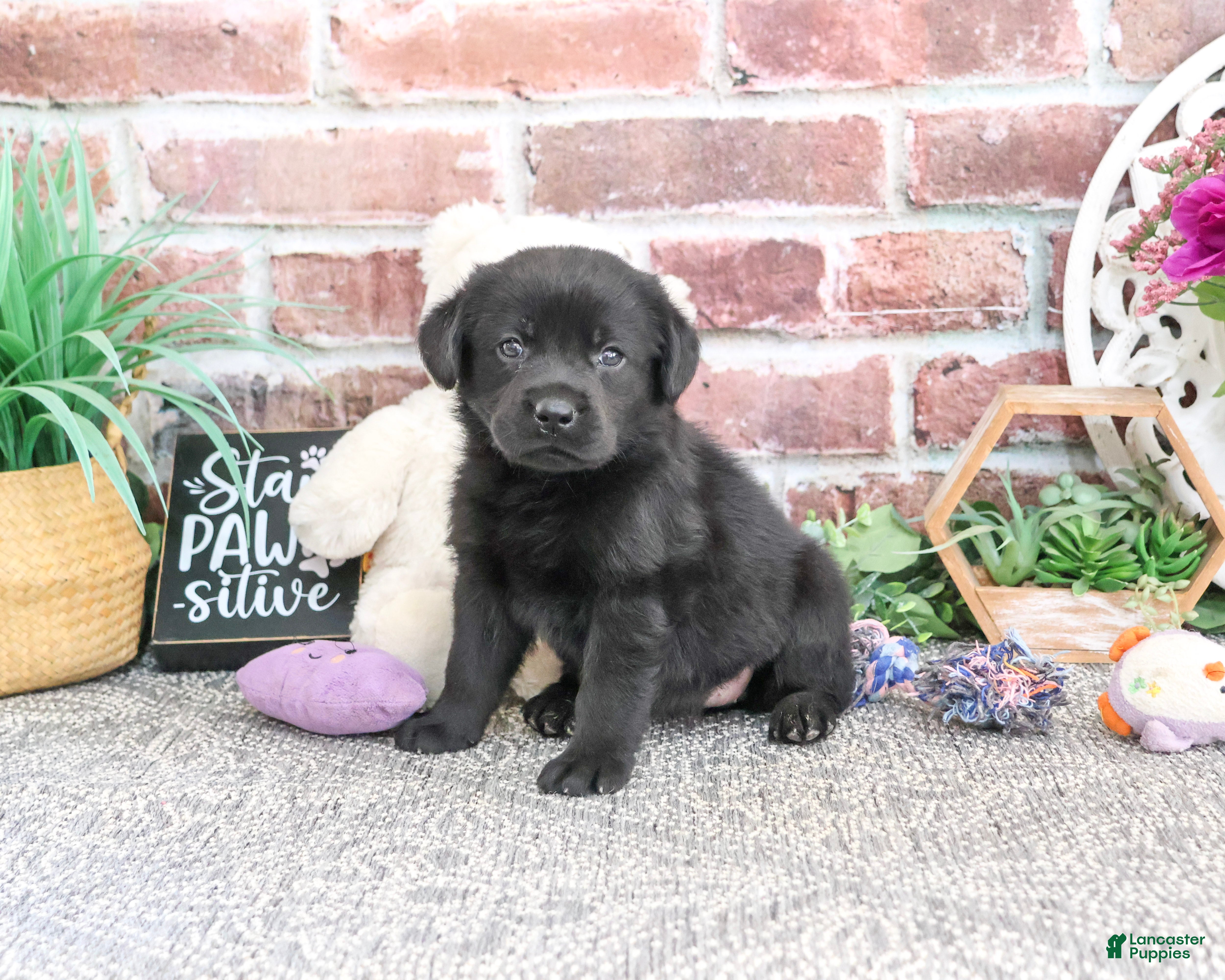Labrador Retriever dogs Evangaline - Ad 17
