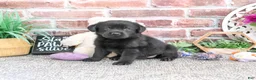 Labrador Retriever dogs for sale: Evangaline - Ad 1