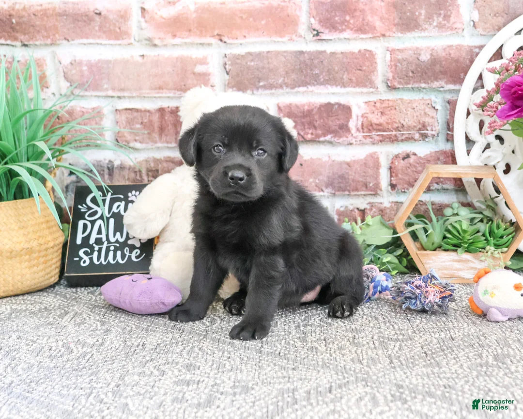 Labrador Retriever dogs for sale: Evangaline - Ad 1