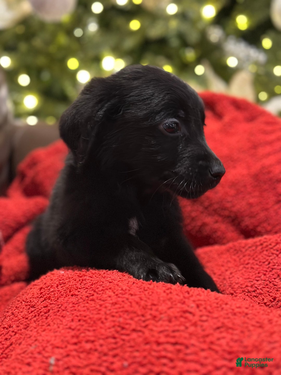 Mixed Breed dogs for sale: Mixed Breed Puppy 1 - Ad 7