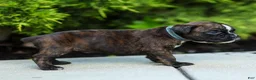 Boxer dogs for sale: Lucy Boxer Puppy  - Ad 15
