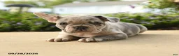 French Bulldog dogs for sale: Poppy - Ad 4