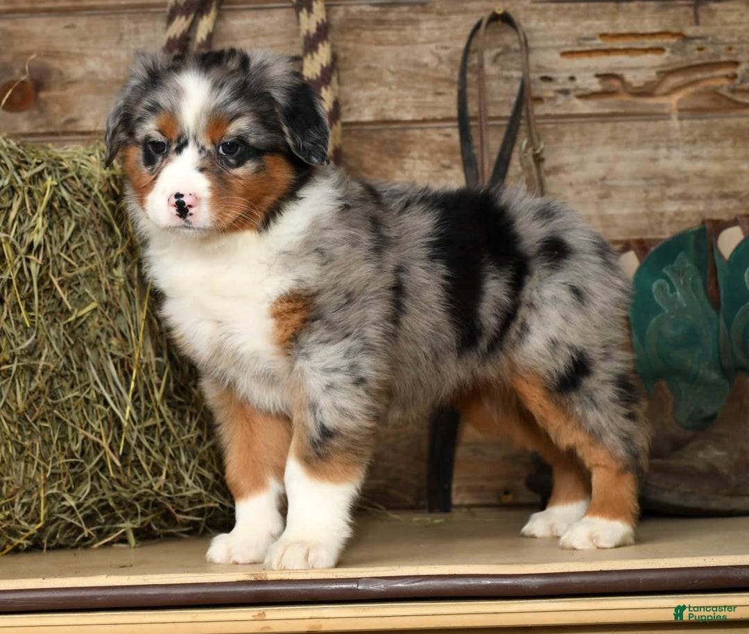 Gallery Image {{count}}