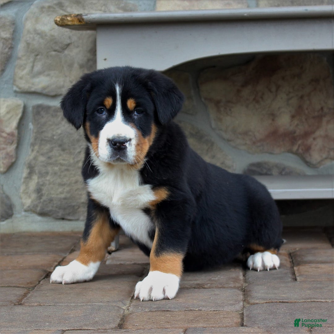 Gallery Image {{count}}