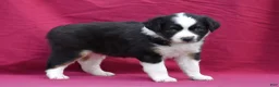 Miniature Australian Shepherd dogs for sale: Cash - Ad 15