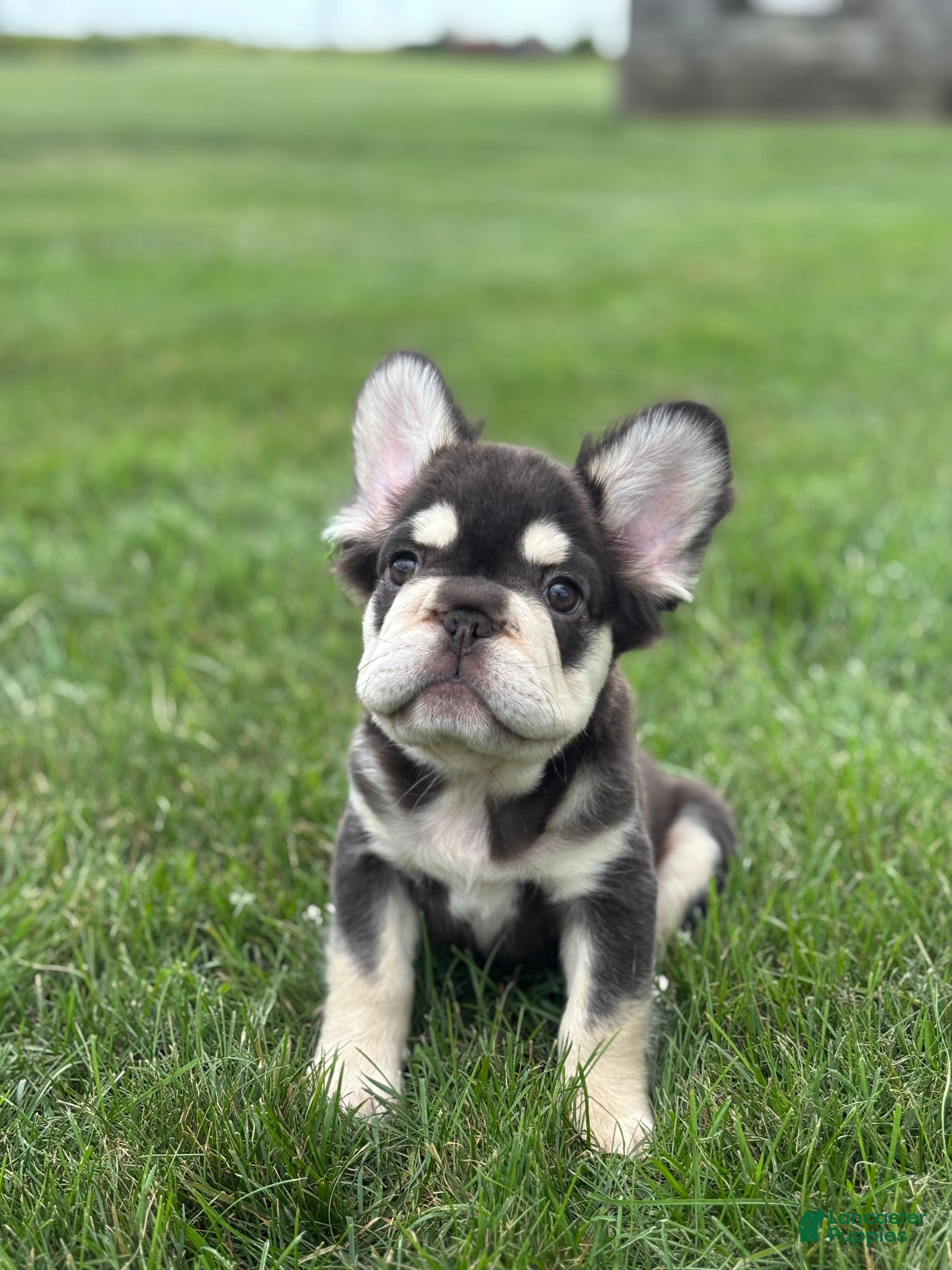French Bulldog dogs Bradley  - Ad 1