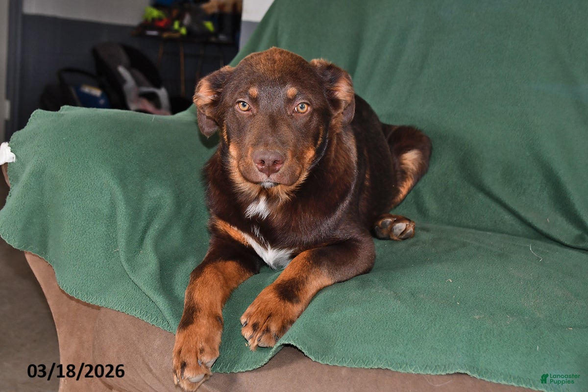 Mixed Breed dogs Benny - Ad 1