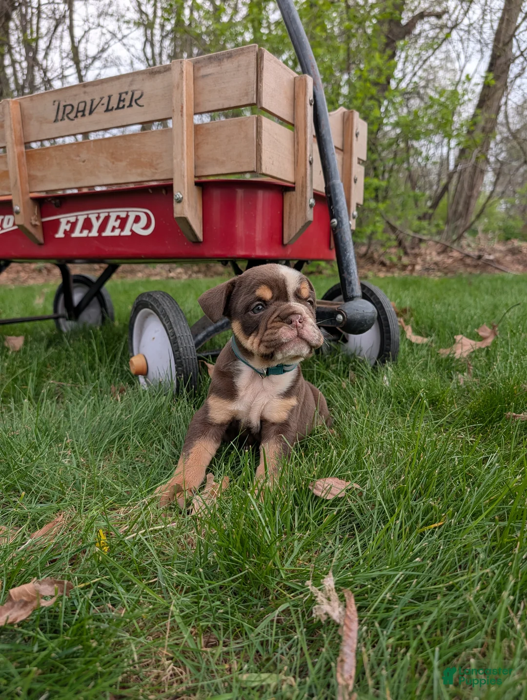 English Bulldog dogs for sale: Crosby - Ad 2