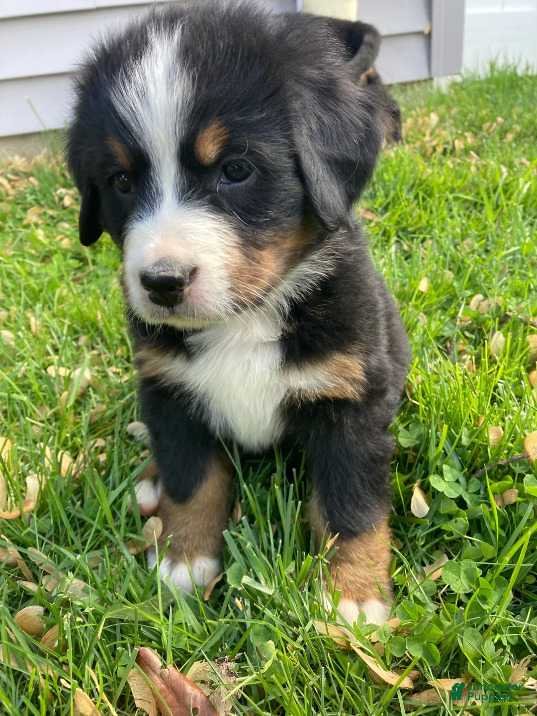 Bernese Mountain Dog dogs for sale: Aurora - Ad 1