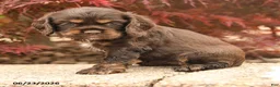 Cocker Spaniel dogs for sale: Lilly - Ad 2