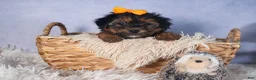 Yorkiepoo dogs for sale: JACK - Ad 16
