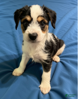 Yorkshire Terrier dogs Parti Boy 2 - Ad 9