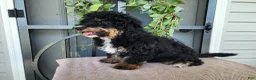Mini Bernedoodle dogs for sale: Karly - Ad 4