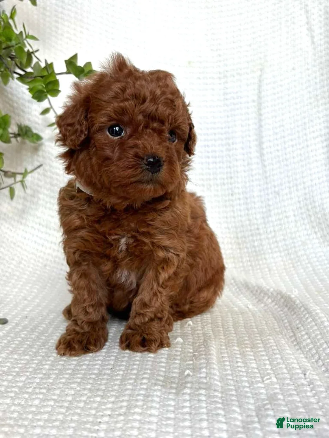 Mini Goldendoodle dogs Espresso - Ad 1