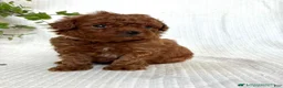 Mini Goldendoodle dogs for sale: Espresso - Ad 1