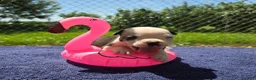 Olde English Bulldogge dogs for sale: Bonnie - Ad 15
