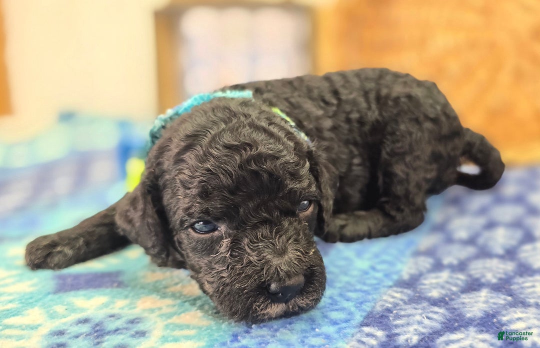 Cockapoo dogs for sale: Crescent - Ad 34