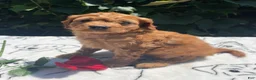 Cavapoo dogs for sale: Ernie - Ad 2