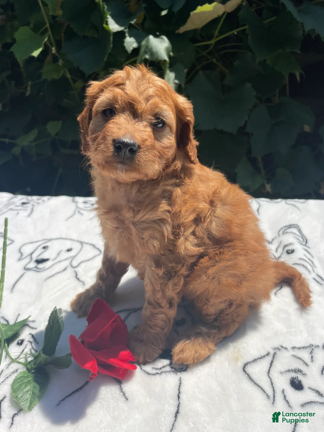 Cavapoo dogs for sale: Ernie - Ad 2