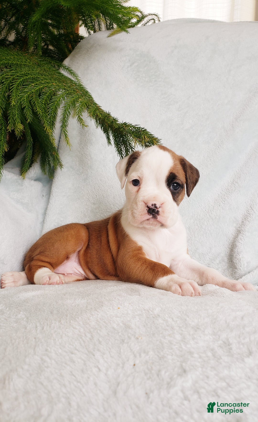 Boxer dogs for sale: Cookie  - Ad 4