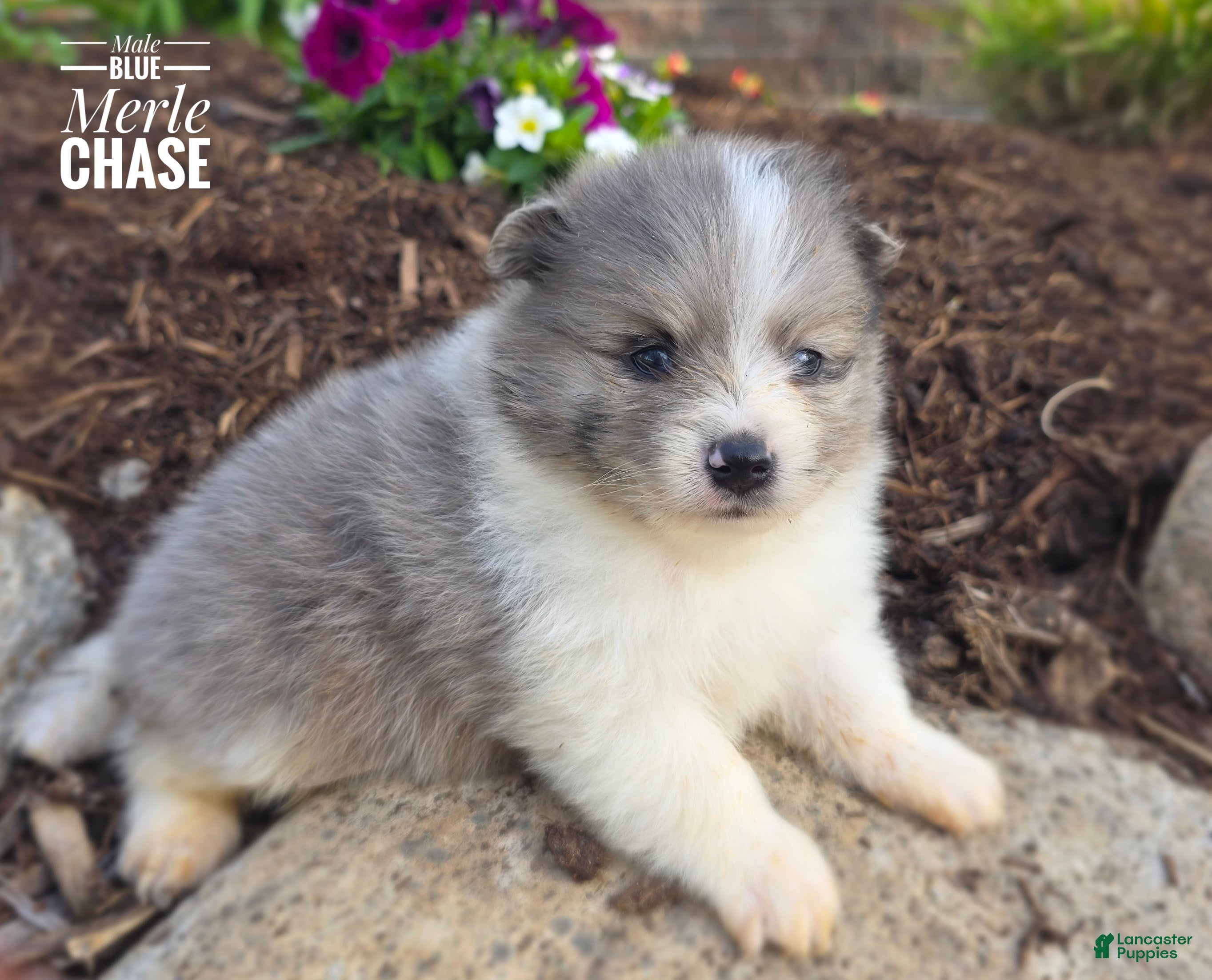 Pomeranian dogs Chase (blue Merle) - Ad 1