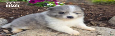 Chase (blue Merle)