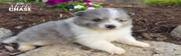 Pomeranian dogs for sale: Chase (blue Merle) - Ad 1