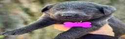 Labrador Retriever dogs for sale: Labrador Retriever Puppy 1 - Ad 5