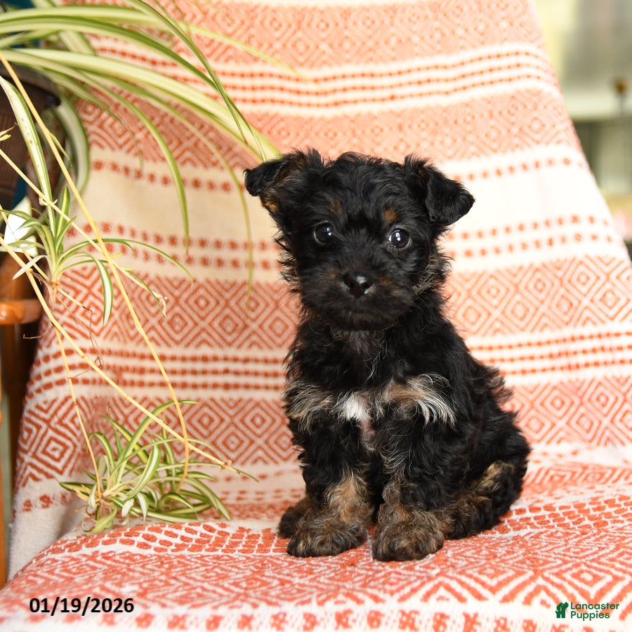 Yorkiepoo dogs Reba - Ad 41
