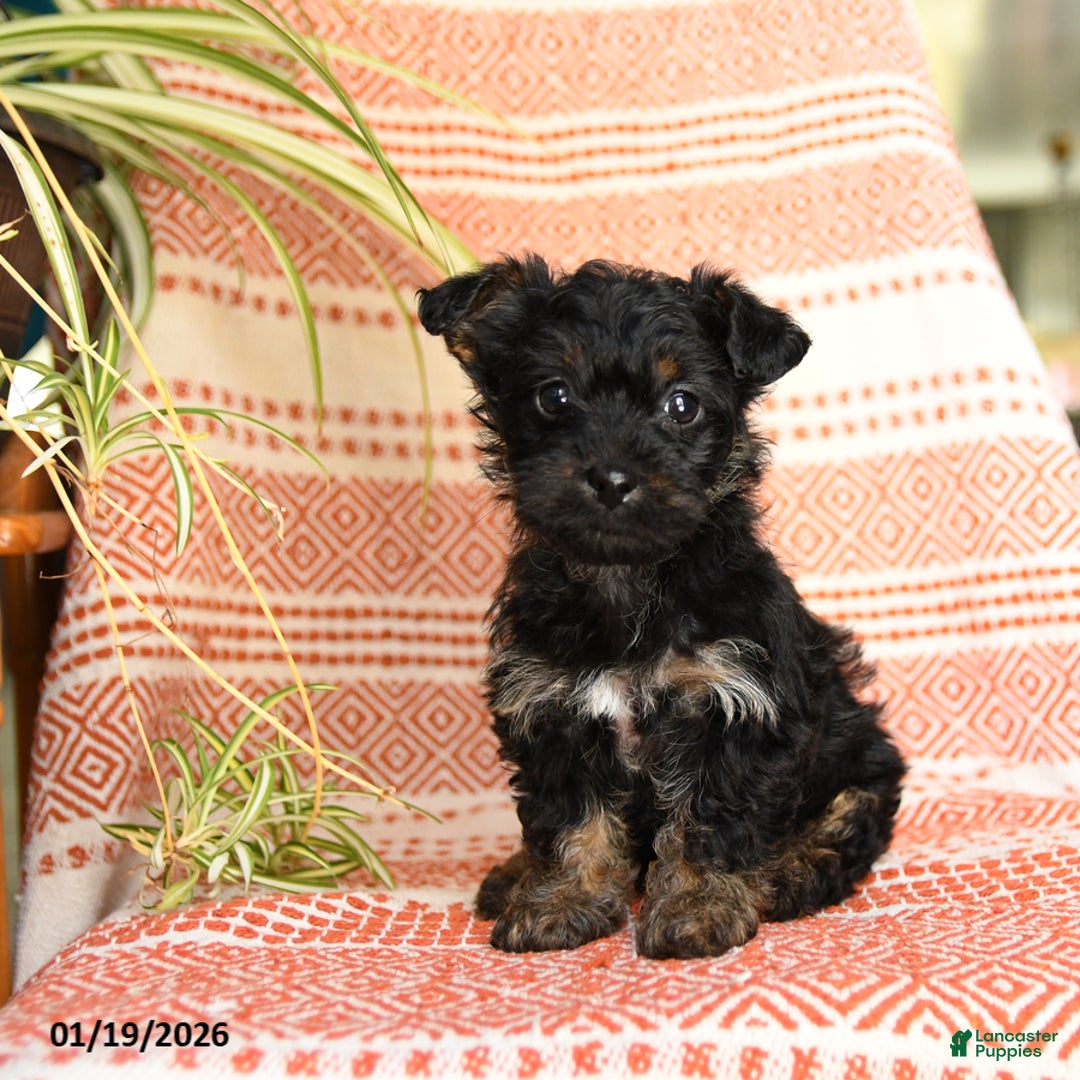 Yorkiepoo dogs for sale: Reba - Ad 3