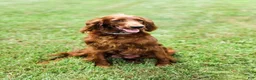 Irish Setter dogs for sale: Harrison  - Ad 7