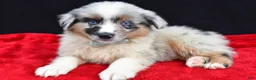 Miniature Australian Shepherd dogs for sale: Oscar - Ad 3