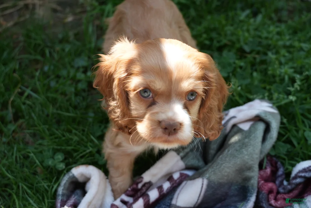 Cocker Spaniel dogs for sale: Ember - Cocker Spaniel Puppy  - Ad 1