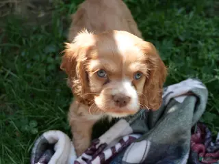 Cocker Spaniel dogs Ember - Cocker Spaniel Puppy - Ad 3