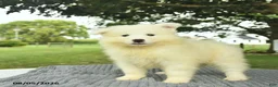 Samoyed dogs for sale: Snuggles   - Ad 3
