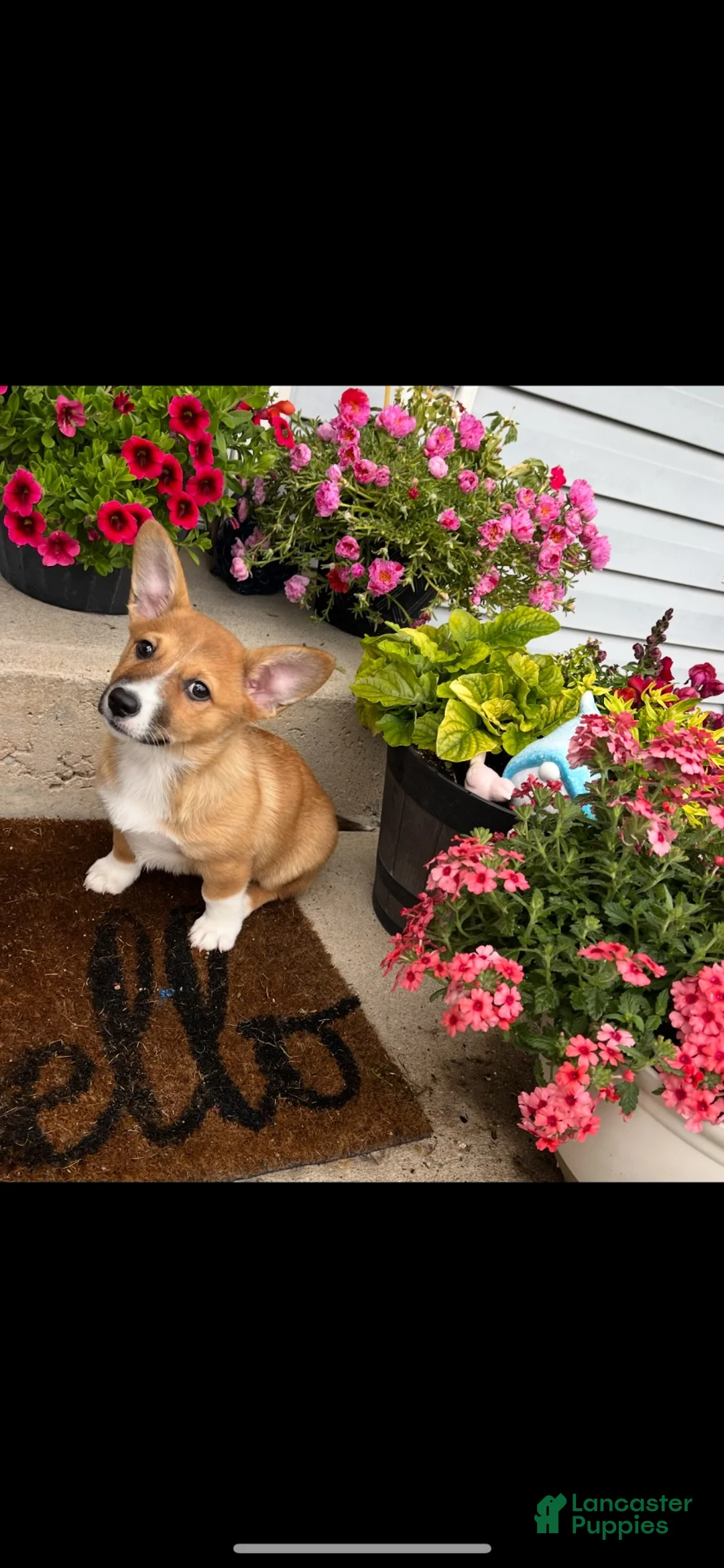 Mixed Breed dogs for sale: Cowboy corgi  - Ad 2