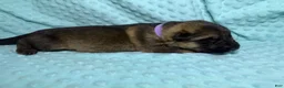 German Shepherd dogs for sale: Daisy - Ad 62