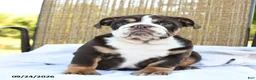 English Bulldog dogs for sale: Ronnie - Ad 4