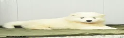 Samoyed dogs for sale: Lucky charm - Ad 3
