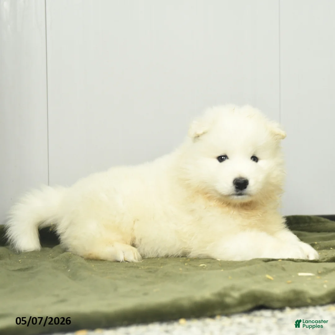 Samoyed dogs for sale: Lucky charm - Ad 3