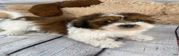 Shihpoo dogs for sale: Tucker - Ad 7
