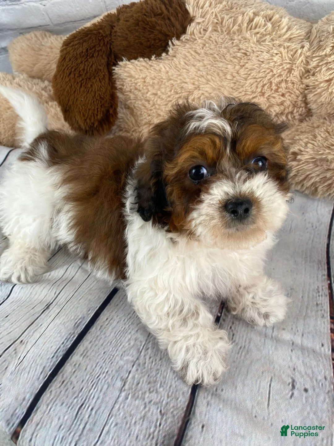 Shihpoo dogs for sale: Tucker - Ad 7