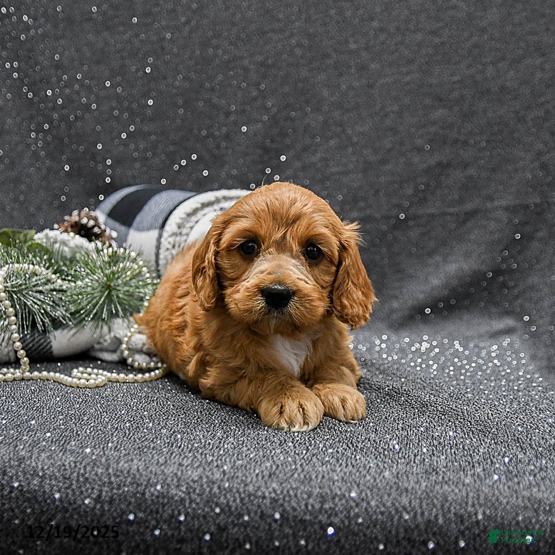 Cavapoo dogs for sale: Poppy - Ad 2