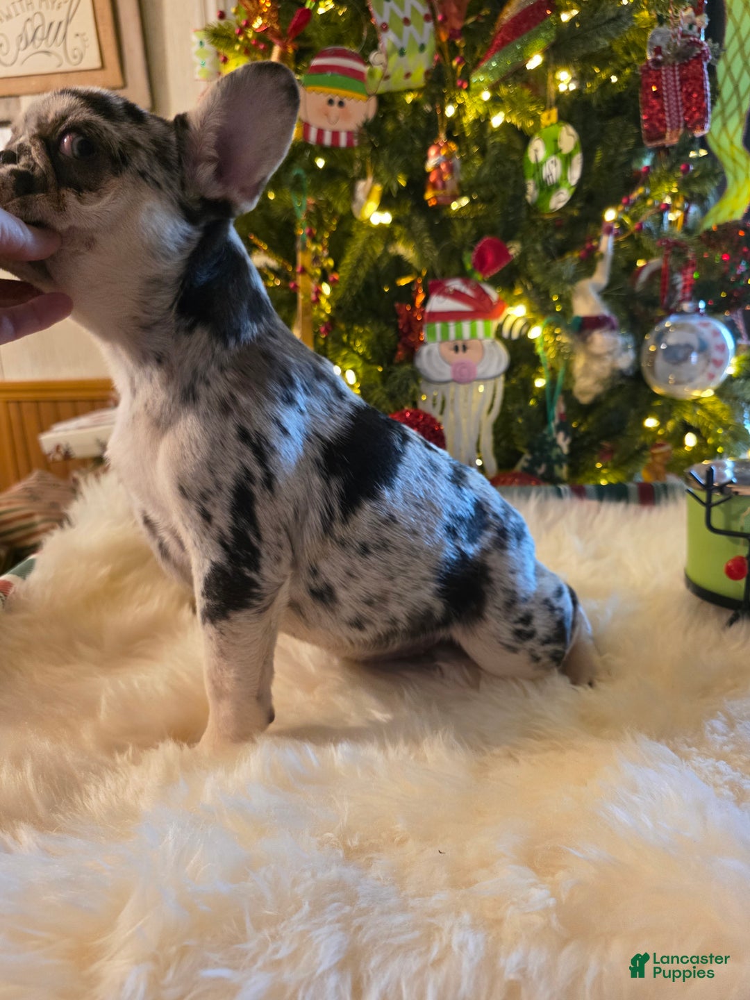 French Bulldog dogs for sale: French Bulldog Puppy 3 - Ad 5