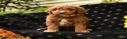 Mini Goldendoodle dogs for sale: Happy - Ad 3