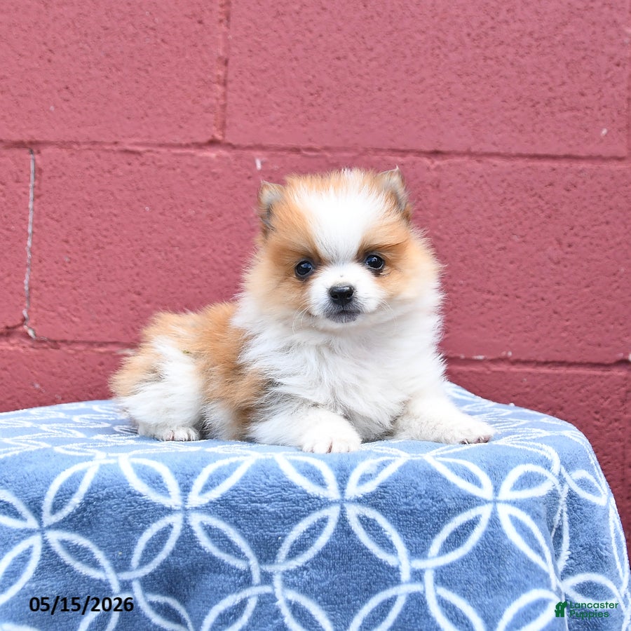 Pomeranian dogs Nick  - Ad 2