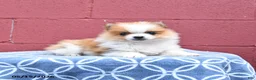 Pomeranian dogs for sale: Nick  - Ad 2