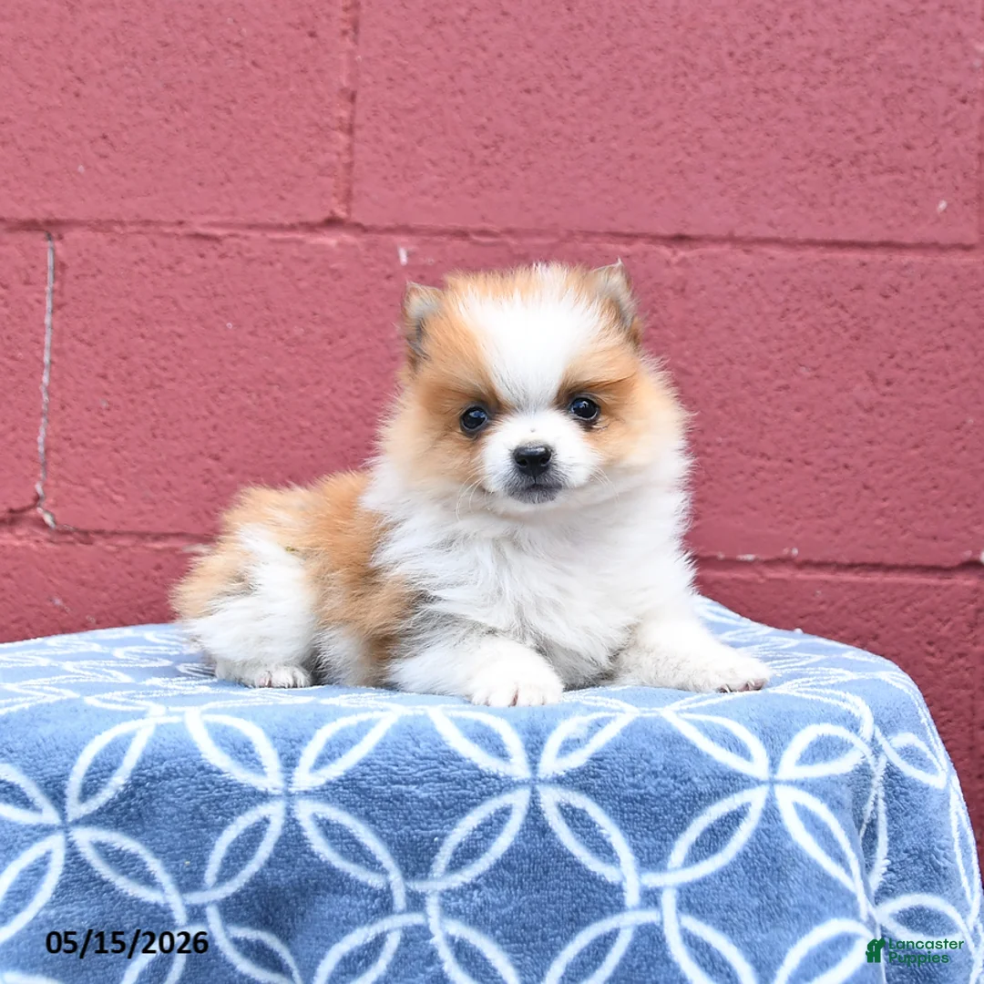 Pomeranian dogs for sale: Nick  - Ad 2