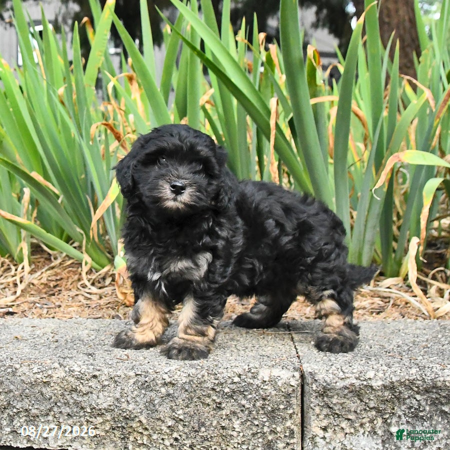 Havapoo dogs Leo - Ad 1